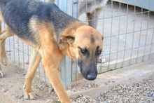 SAYA, Hund, Mischlingshund in Griechenland - Bild 9