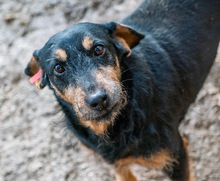 CHERNA, Hund, Mischlingshund in Bulgarien - Bild 1