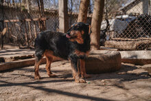 CHERNA, Hund, Mischlingshund in Bulgarien - Bild 11