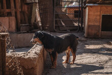 CHERNA, Hund, Mischlingshund in Bulgarien - Bild 12