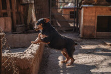CHERNA, Hund, Mischlingshund in Bulgarien - Bild 13