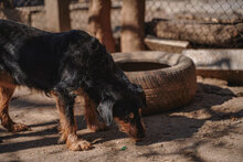 CHERNA, Hund, Mischlingshund in Bulgarien - Bild 14