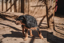 CHERNA, Hund, Mischlingshund in Bulgarien - Bild 15