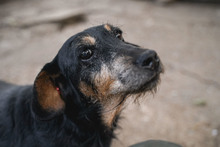 CHERNA, Hund, Mischlingshund in Bulgarien - Bild 2