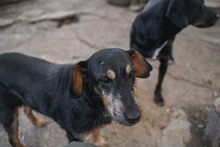 CHERNA, Hund, Mischlingshund in Bulgarien - Bild 4