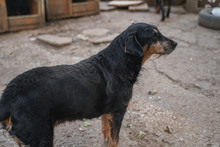 CHERNA, Hund, Mischlingshund in Bulgarien - Bild 5