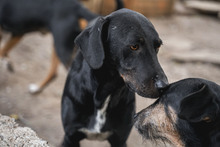 CHERNA, Hund, Mischlingshund in Bulgarien - Bild 6