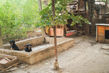 CHERNA, Hund, Mischlingshund in Bulgarien - Bild 8