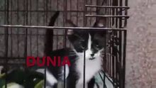 DUNJA, Katze, Europäisch Kurzhaar in Bulgarien - Bild 1