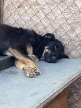 PHOEBIE, Hund, Mischlingshund in Rumänien - Bild 3