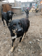PHOEBIE, Hund, Mischlingshund in Rumänien - Bild 4