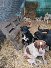 PHOEBIE, Hund, Mischlingshund in Rumänien - Bild 6