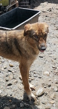 DONNA, Hund, Mischlingshund in Rumänien - Bild 1