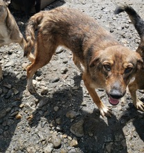 DONNA, Hund, Mischlingshund in Rumänien - Bild 2