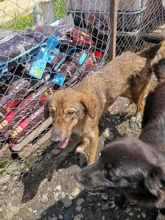 DONNA, Hund, Mischlingshund in Rumänien - Bild 7