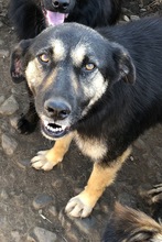MARCH, Hund, Mischlingshund in Rumänien - Bild 1