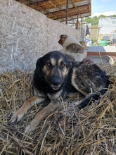 MARCH, Hund, Mischlingshund in Rumänien - Bild 3