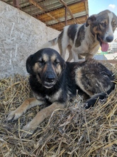 MARCH, Hund, Mischlingshund in Rumänien - Bild 4