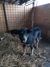 AARON, Hund, Mischlingshund in Rumänien - Bild 2