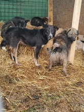 AARON, Hund, Mischlingshund in Rumänien - Bild 3