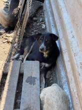 AARON, Hund, Mischlingshund in Rumänien - Bild 4