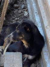 AARON, Hund, Mischlingshund in Rumänien - Bild 5