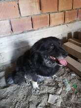 MYA, Hund, Mischlingshund in Rumänien - Bild 2