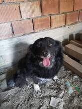 MYA, Hund, Mischlingshund in Rumänien - Bild 3