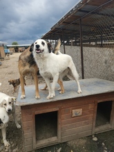 LINA, Hund, Mischlingshund in Rumänien - Bild 3