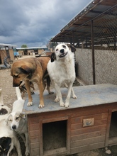 LINA, Hund, Mischlingshund in Rumänien - Bild 4