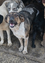 LISA, Hund, Mischlingshund in Rumänien - Bild 2