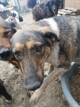 LISA, Hund, Mischlingshund in Rumänien - Bild 3