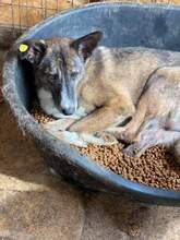 LANA, Hund, Mischlingshund in Rumänien - Bild 4