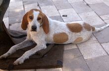 WILL, Hund, Sabueso Español in Spanien - Bild 1