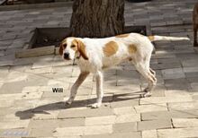 WILL, Hund, Sabueso Español in Spanien - Bild 2