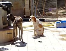 WILL, Hund, Sabueso Español in Spanien - Bild 3