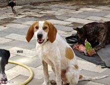 WILL, Hund, Sabueso Español in Spanien - Bild 5