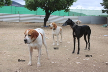 WILL, Hund, Sabueso Español in Spanien - Bild 6
