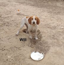 WILL, Hund, Sabueso Español in Spanien - Bild 7