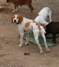 WILL, Hund, Sabueso Español in Spanien - Bild 8