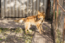 FIETE, Hund, Mischlingshund in Kroatien - Bild 2