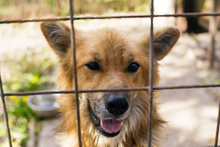FIETE, Hund, Mischlingshund in Kroatien - Bild 3