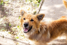 FIETE, Hund, Mischlingshund in Kroatien - Bild 4