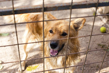 FIETE, Hund, Mischlingshund in Kroatien - Bild 5