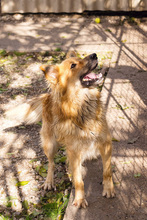 FIETE, Hund, Mischlingshund in Kroatien - Bild 6
