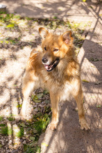 FIETE, Hund, Mischlingshund in Kroatien - Bild 7