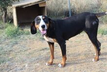 BONITA, Hund, Jagdhund-Mix in Griechenland - Bild 1