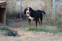 BONITA, Hund, Jagdhund-Mix in Griechenland - Bild 2