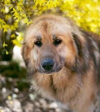 PISCHI, Hund, Kaukasischer Owtcharka-Mix in Slowakische Republik - Bild 1