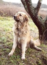 PISCHI, Hund, Kaukasischer Owtcharka-Mix in Slowakische Republik - Bild 3